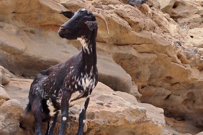 Fuerteventura: DISCOVER FUERTEVENTURA TOUR 7 hours max 8 people - Betancuria offers a slower half hour