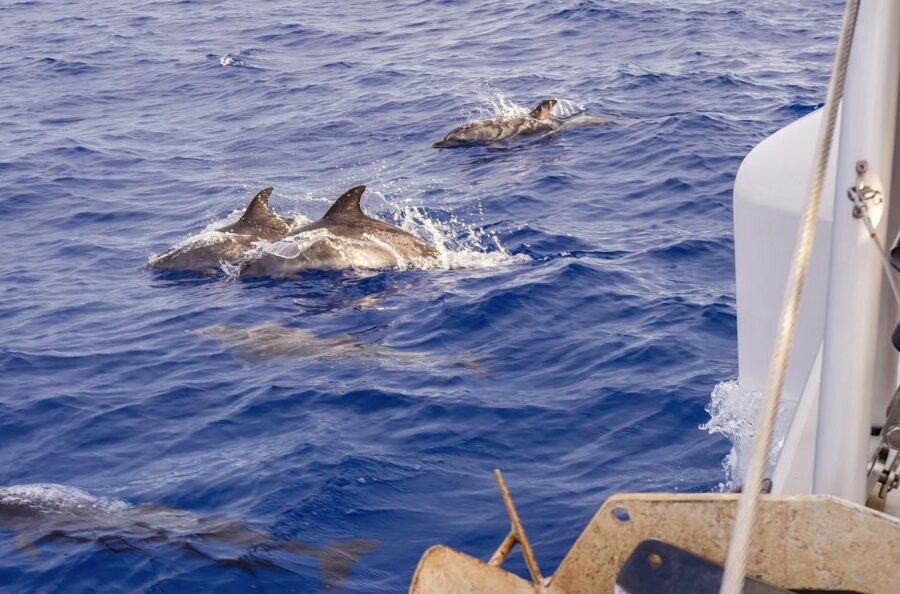 Funchal Bay: Dolphin & Whale Watch Luxury Catamaran Cruise - Cabo Girão beneath the 580-meter cliffs