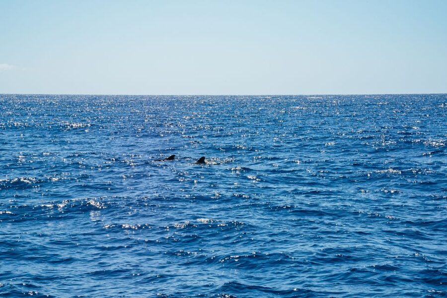 Funchal: Dolphin and Whale Watching by Luxury Catamaran - A three-hour route from Funchal to Cabo Girão