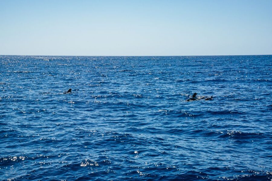 Funchal: Dolphin and Whale Watching by Luxury Catamaran - Who should book this boat trip?