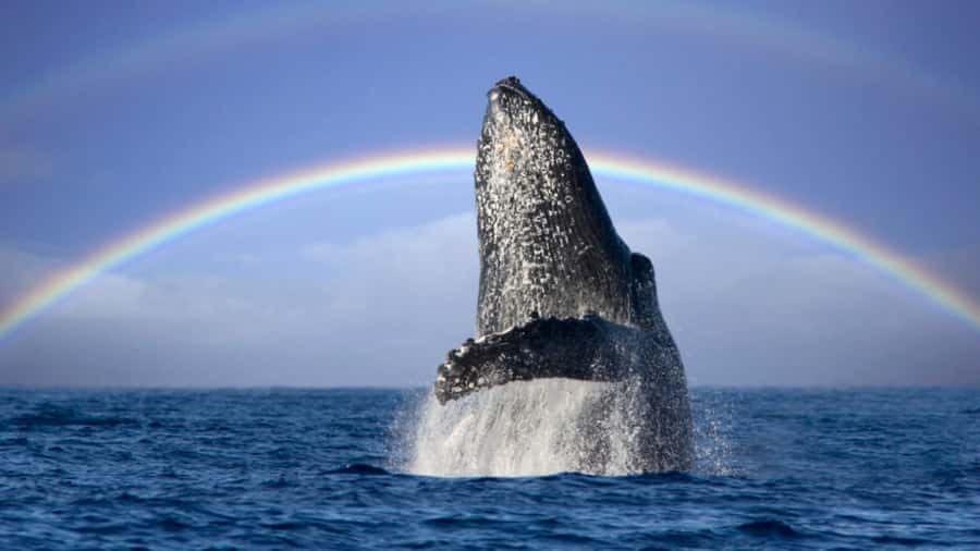 Gold Coast: Luxury Whale Watching Tour - Weather, cancellations, and practical planning