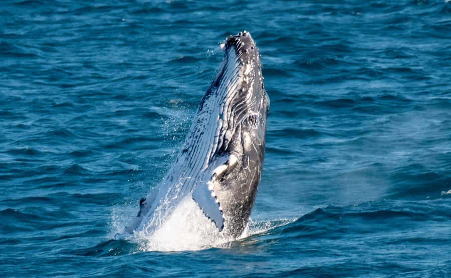 Gold Coast: Luxury Whale Watching Tour - Meeting the yacht at Mariner’s Cove