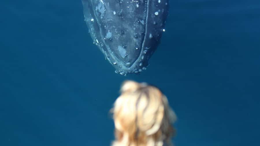 Gold Coast: Luxury Whale Watching Tour - Coffee, snacks, and the licensed bar