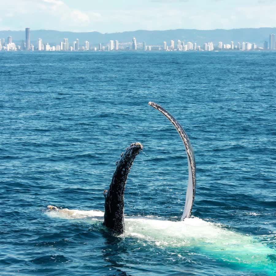 Gold Coast: Luxury Whale Watching Tour - The crew and the onboard atmosphere
