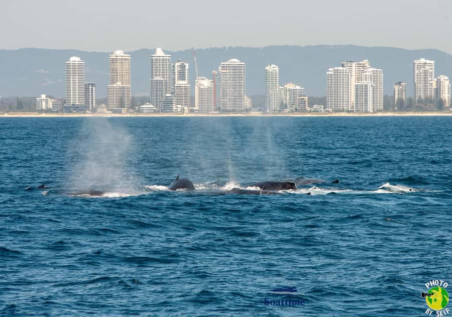 Gold Coast: Luxury Whale Watching Tour - Is $53 good value?