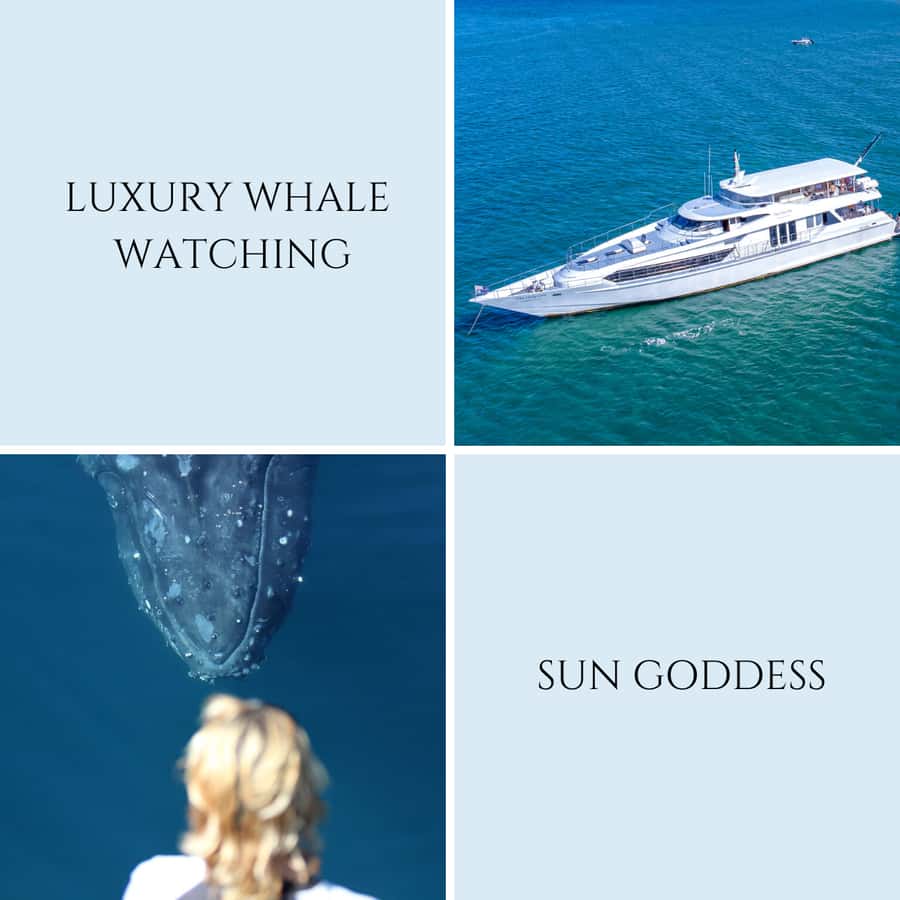 Gold Coast: Luxury Whale Watching Tour - Morning or afternoon sailing?