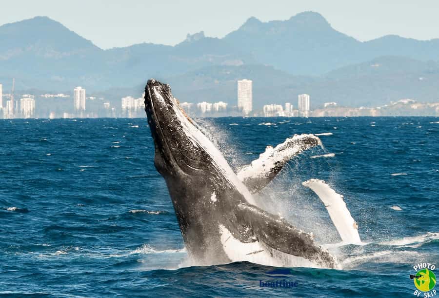 Gold Coast: Luxury Whale Watching Tour - Who should take this trip?