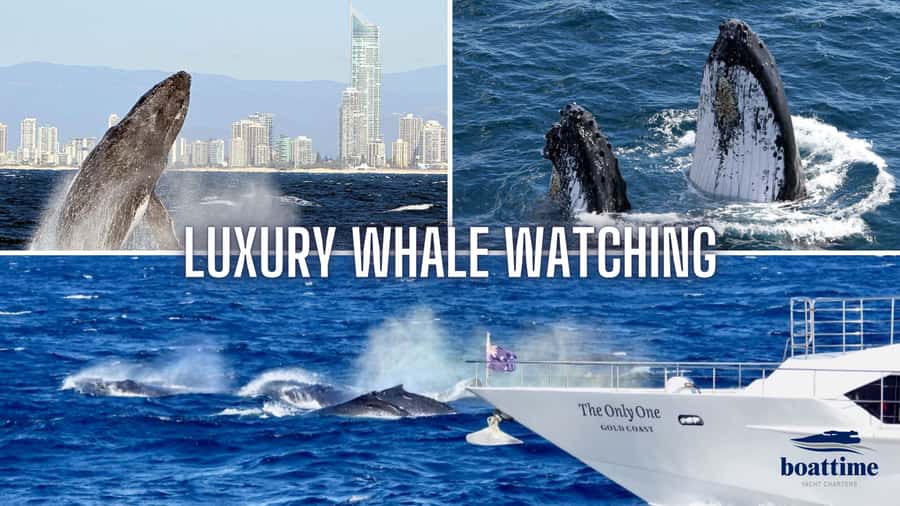 Gold Coast: Luxury Whale Watching Tour - What 150 minutes aboard Sun Goddess feels like
