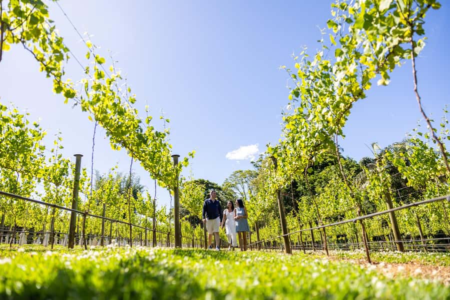 Gold Coast: Premium Wine Tour with Gourmet Lunch - Key points at a glance