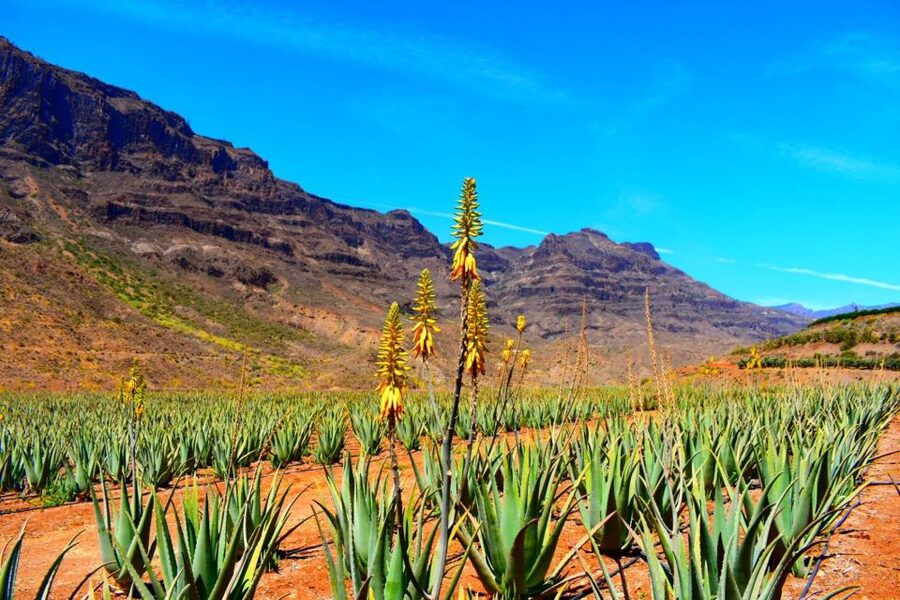 Gran Canaria: Full-Day VIP Tour by Bus - The lunch stop and what you actually pay