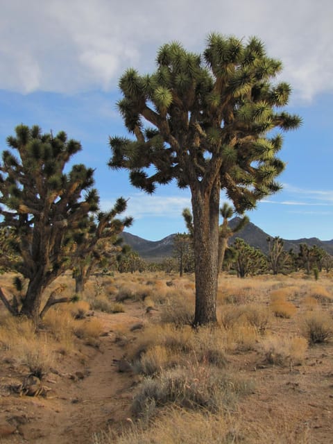 Grand Canyon Hoover Dam and Joshua Tree VIP Small Group Tour - Who gets the best value from this $220 tour?