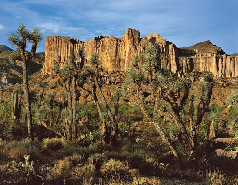 Grand Canyon Hoover Dam and Joshua Tree VIP Small Group Tour - Arizona’s Joshua Tree Forest is a brief roadside pause