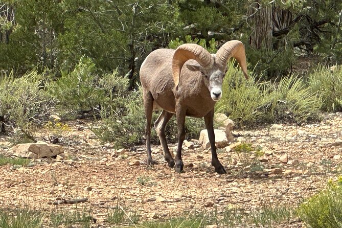 Grand Canyon Luxury Car Tour Experience - El Tovar makes lunch part of the experience