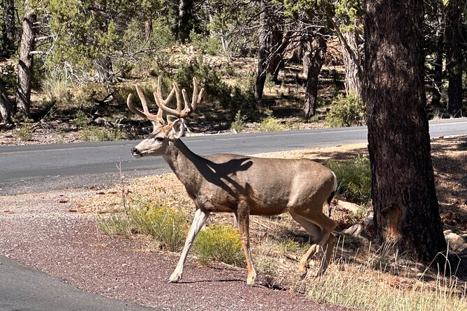Grand Canyon Luxury Car Tour Experience - Who gets the best value from this tour
