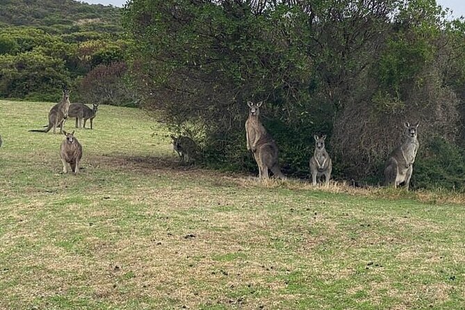 Great Ocean Road Private Tour In Luxury Vehicle.Customised Option - Two hours on the Great Ocean Road