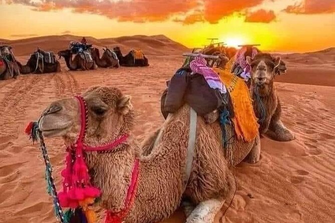 GROUP TOUR - 1 night 2 Day LUXURY Desert TRIP from FES to FES - A Short Stop in Ifrane, Morocco’s Little Switzerland