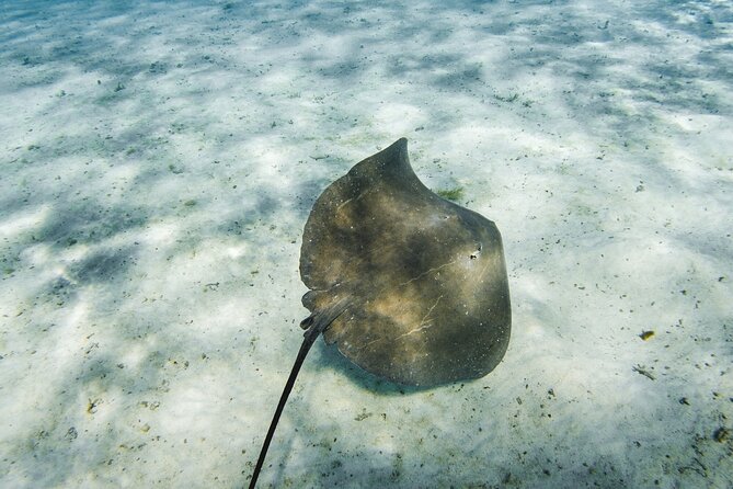 Half-Day Private Luxury Tour from Bora Bora - Meeting the friendly stingrays first