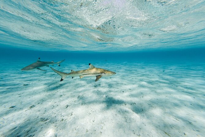 Half-Day Private Luxury Tour from Bora Bora - What the private format changes