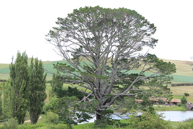 Hobbiton Afternoon Tour in Luxury Minibus from Auckland - Crossing the Waikato from Auckland to Matamata