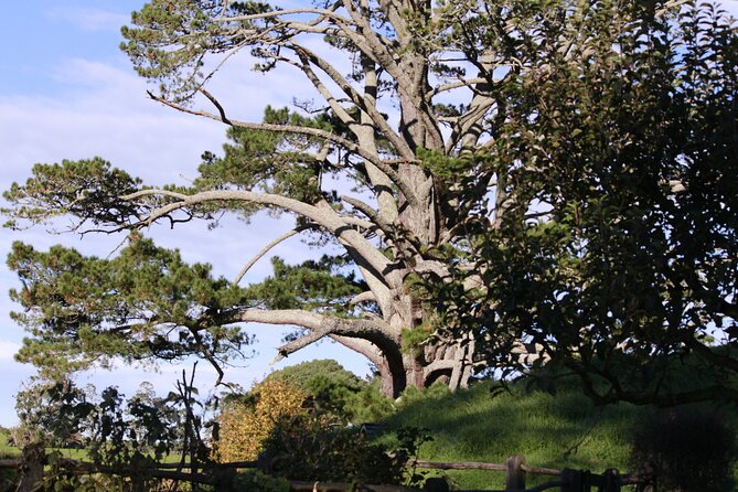 Hobbiton Afternoon Tour in Luxury Minibus from Auckland - Walking through Hobbiton’s movie set