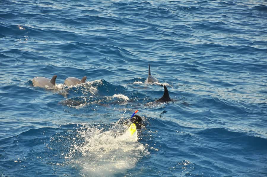 Hurghada: All-Inclusive Elite VIP Dolphin House & Massage - Lunch on the yacht