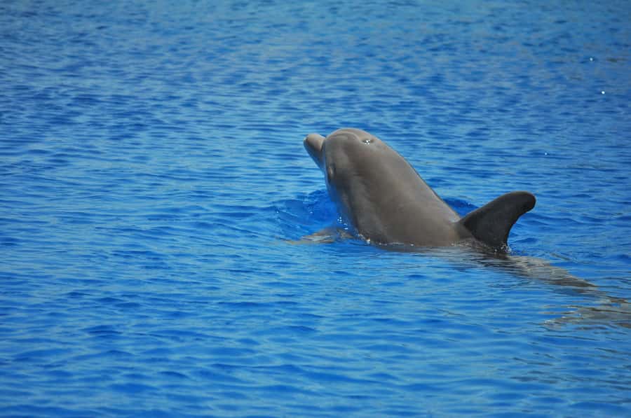Hurghada: All-Inclusive Elite VIP Dolphin House & Massage - Breakfast with Red Sea views