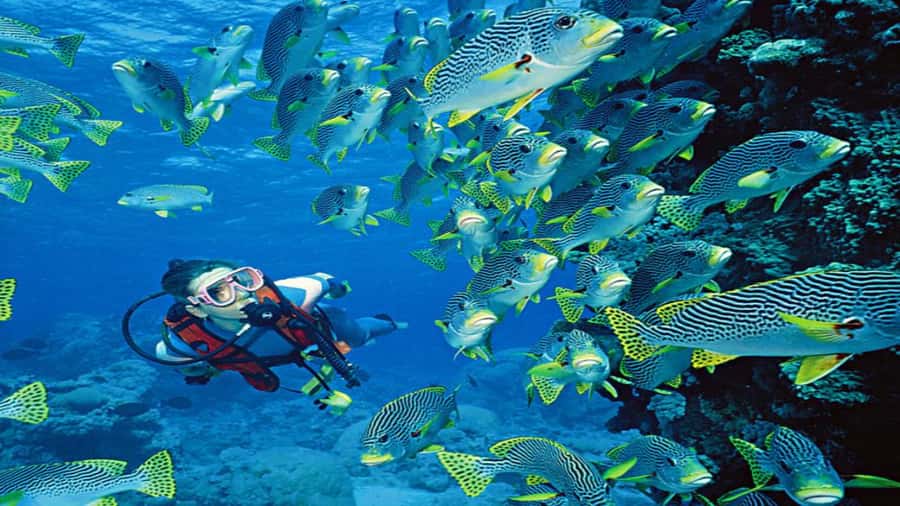 Hurghada:Luxury Diving & Snorkeling inc/Island/Lunch/Massage - What the $58 Red Sea day actually gives you