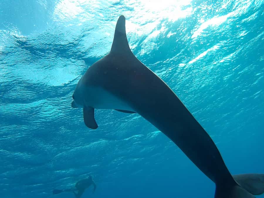 Hurghada: Luxury Orange Bay w/Snorkeling, Massage and Diving - Who should book this trip