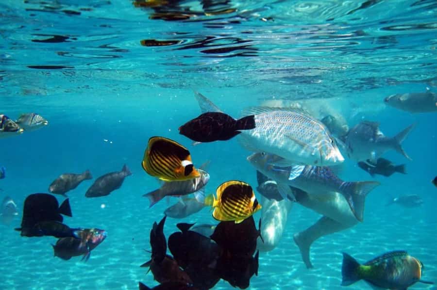 Hurghada: Luxury Private Yacht with Optional Lunch & Drinks - Key points at a glance