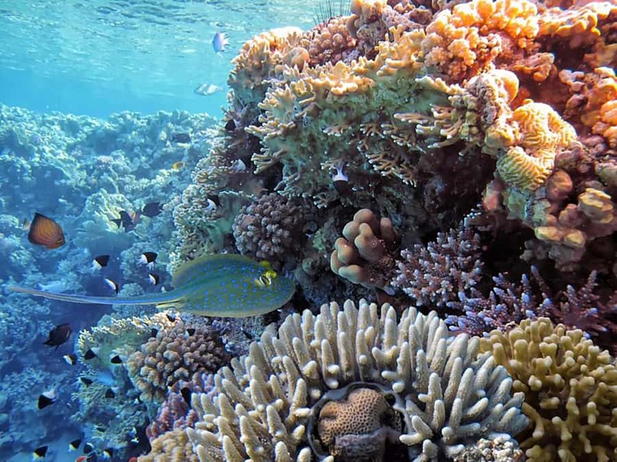 Hurghada: Luxury Private Yacht with Optional Lunch & Drinks - Sailing to the first snorkel site