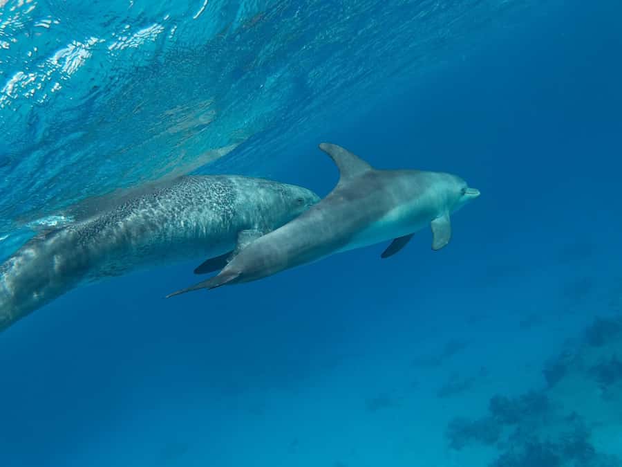 Hurghada: Royal Luxury VIP Cruise to Orange Bay with Lunch - Lunch with fish, chicken, kofta, and salads