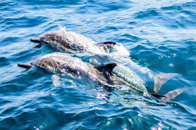 Ierapetra Chrissi Island Luxury Yacht Cruise with Meal - Who will enjoy this cruise most