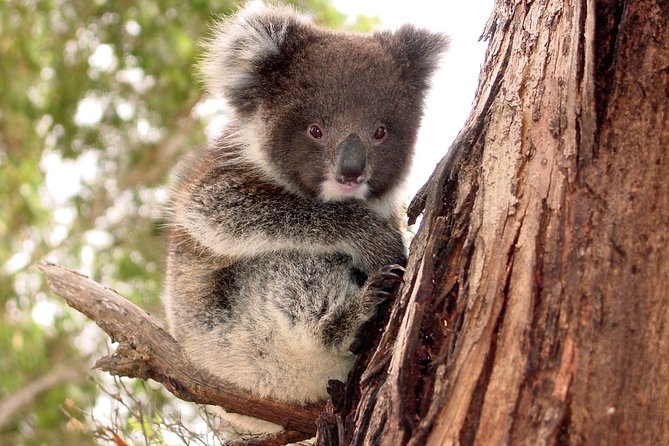 Kangaroo Island Luxury Small Group 'Island Life' Full Day Tour - Key points to know before booking