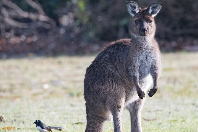 Kangaroo Island Luxury Small Group 'Island Life' Full Day Tour - Why this tour works well for a first day on Kangaroo Island