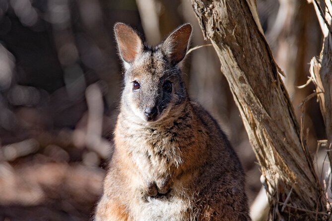 Kangaroo Island Luxury Small Group 'Island Life' Full Day Tour - Pickup, vehicle, and timing