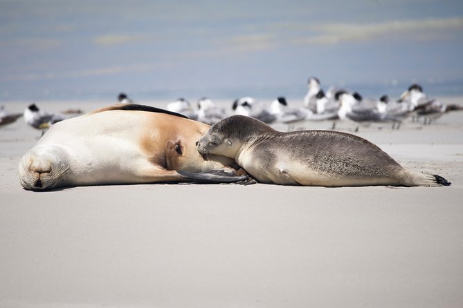 Kangaroo Island Luxury Small Group 'Island Life' Full Day Tour - Stokes Bay: a beach reached through stone