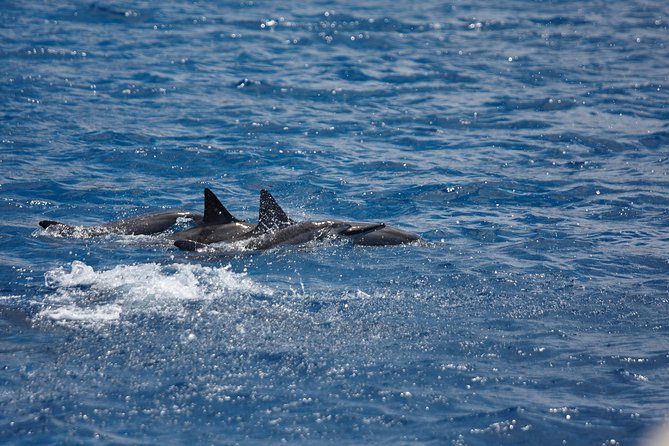 Kawaihae Luxury Snorkel Cruise & Wildlife Watch with Lunch - Key points to know before booking