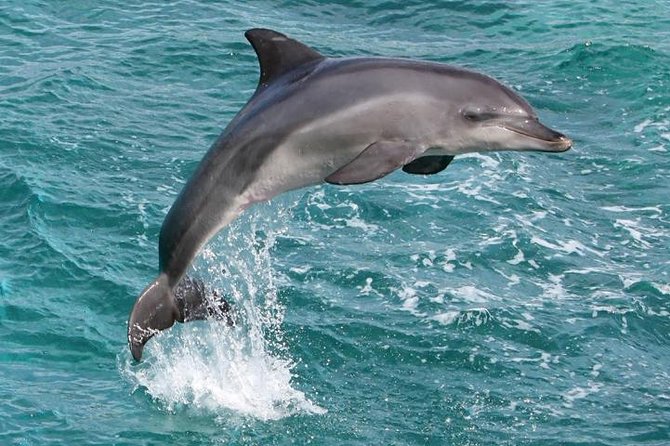 Kawaihae Luxury Snorkel Cruise & Wildlife Watch with Lunch - Lunch, drinks, and the value of a $205 fare