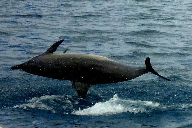 Kawaihae Luxury Snorkel Cruise & Wildlife Watch with Lunch - Practical preparation for a wet three hours