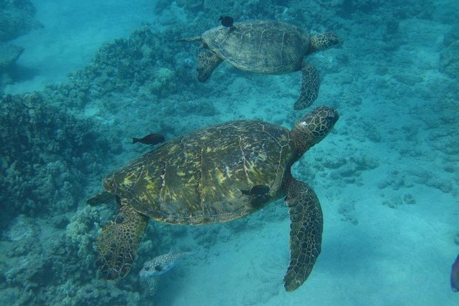 Kawaihae Luxury Snorkel Cruise & Wildlife Watch with Lunch - Is the Kawaihae cruise worth booking?