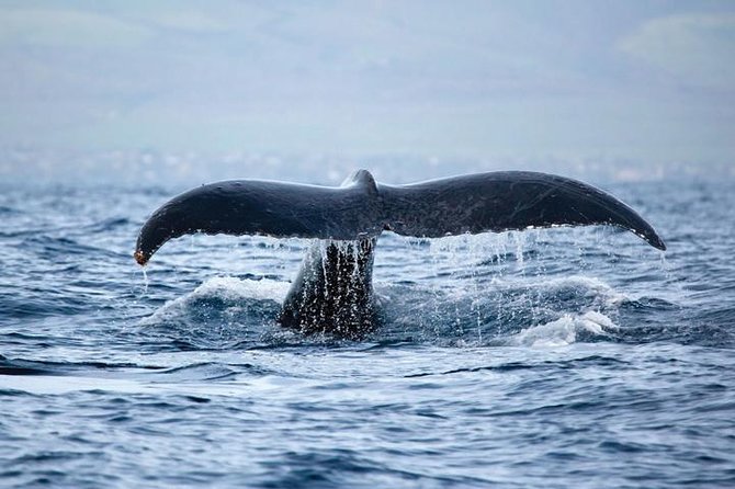 Kawaihae Luxury Snorkel Cruise & Wildlife Watch with Lunch - Watching for dolphins, honu, and winter whales