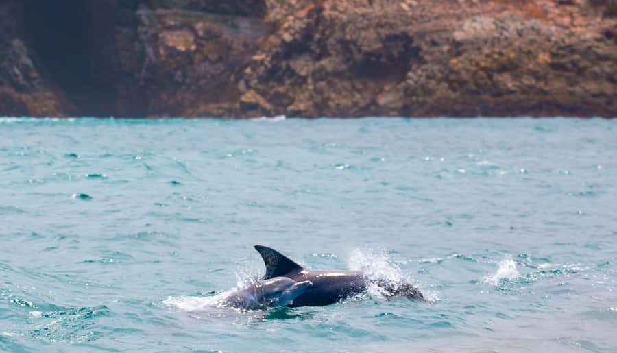 Knysna: Luxury Sunset Cruise with Captain's Barbeque - A short taste of the Indian Ocean