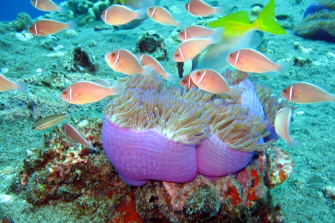 Koh Tao VIP Snorkelling Tour - Why Koh Tao is worth the long ride
