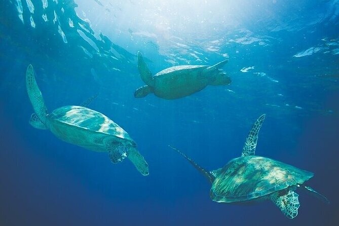 Kona Luxury Catamaran Yacht Snorkel & Sail - Weather, sailing, and wildlife expectations
