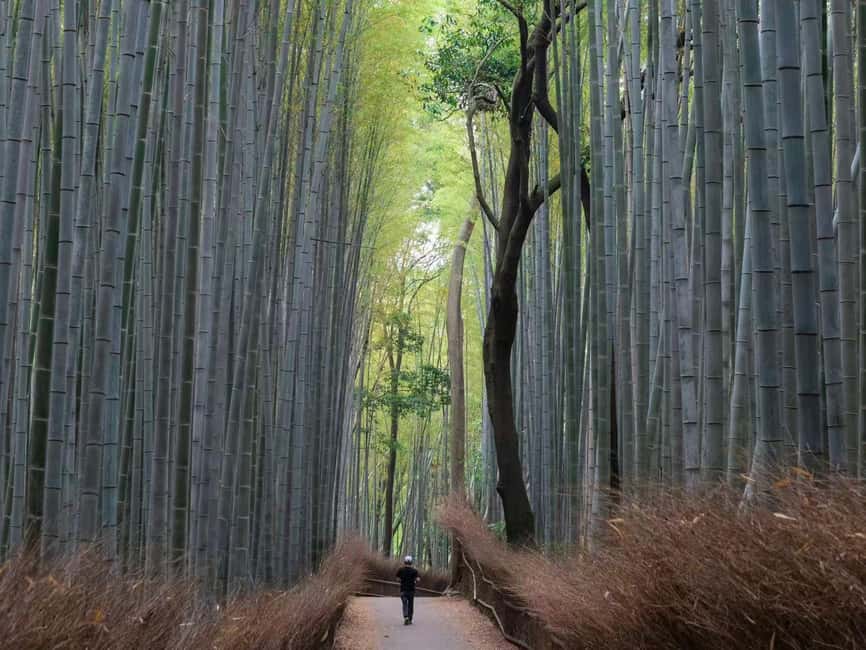 Kyoto & Nara Private Luxury Car Tour: Encounter with Deer - Fushimi Inari and the red torii tunnel