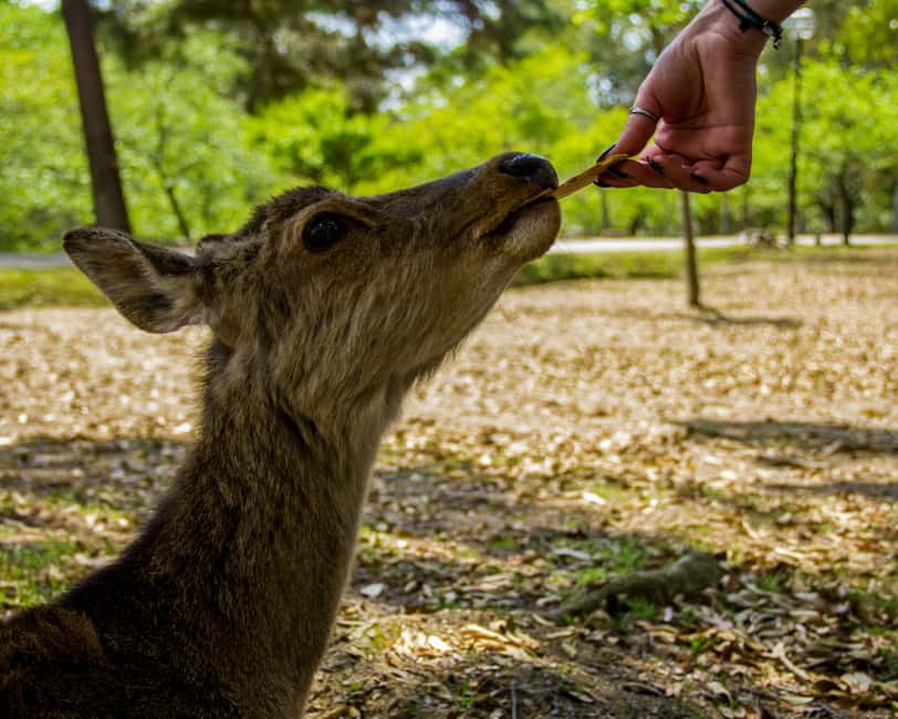 Kyoto & Nara Private Luxury Car Tour: Encounter with Deer - Nara Park and the deer encounter