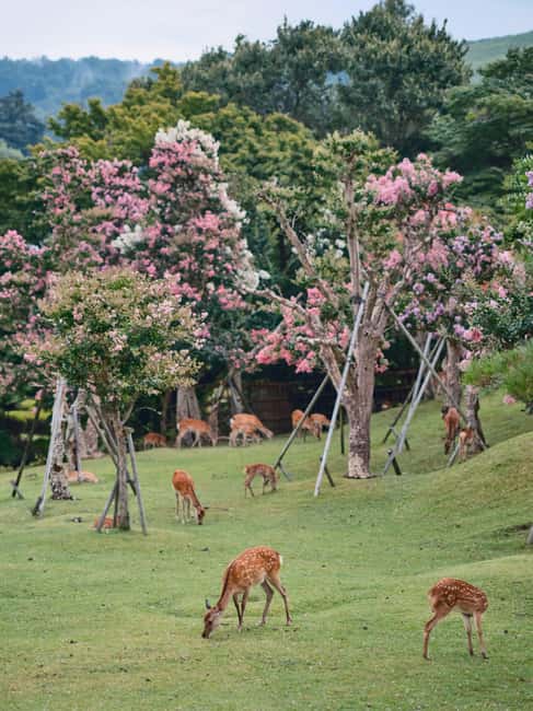 Kyoto & Nara Private Luxury Car Tour: Encounter with Deer - The final Kyoto choice: market, old streets, or Gion