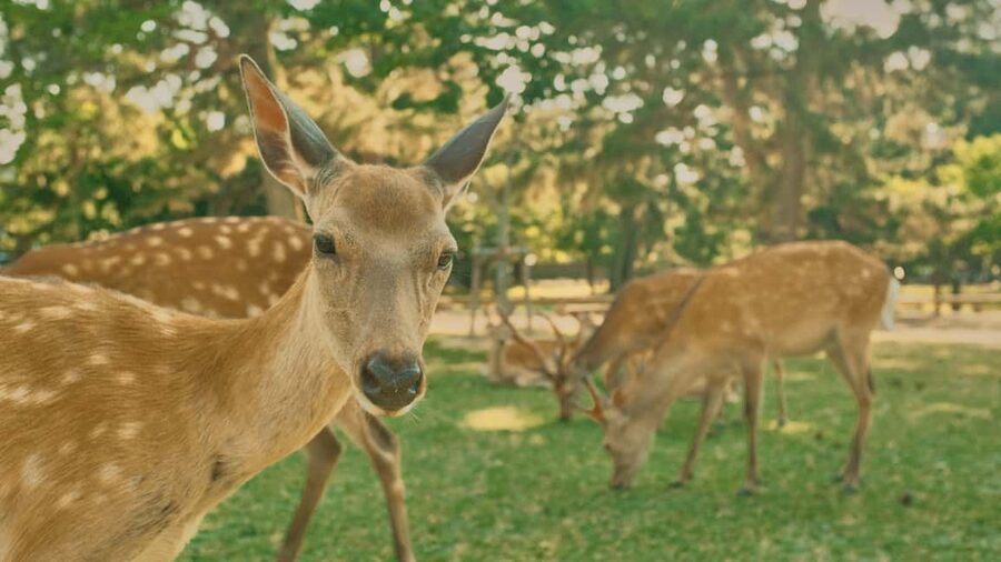 Kyoto & Nara Private Luxury Car Tour: Encounter with Deer - What the car service adds