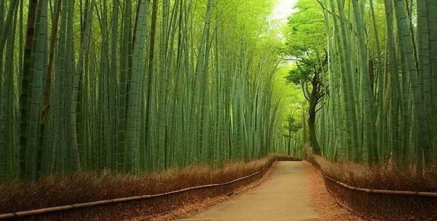 Kyoto:Private Tour/Luxury Vehicle with Guide & photographer - A private way to see Kyoto in one day