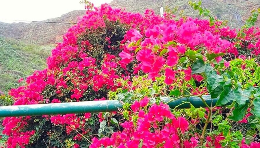 La Gomera Vip Experience - Why La Gomera makes a worthwhile day trip